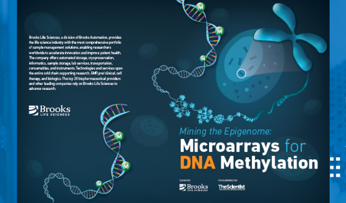 DNA methylation of the human genome plays an important role in influencing gene expression.